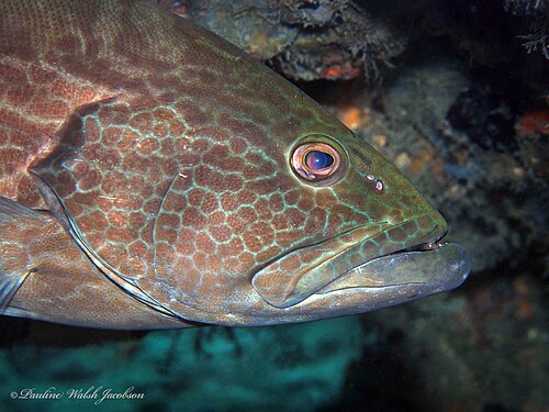black grouper